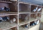 Salford Council Pigeon Loft Eviction at Kersal Vale